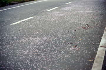 アスファルトと桜の花びら

