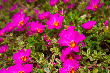 Fototapeta premium beautiful pink Rosemoss blooming (Portulace grandiflora,Portulaca)