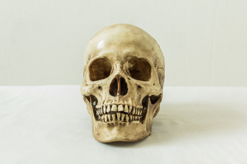 Human skull on a white background