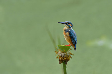 Common Kingfisher (Alcedo atthis) Eurasian or River Kingfisher, lovely blue bird silence perching on blooming lotus and pollens in stream