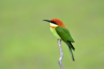 Chestnut-headed bee-eater (Merops leschenaulti) beautiful green with orange head lonely perching on stick in open grass field over blur fine background, fascinated animal