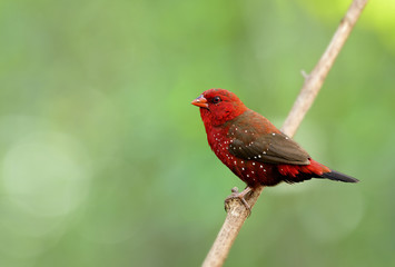 Exotic red bird with nice eyes strong beak perching on wooden stick over blur green background, Red avadavat, red munia or strawberry finch (Amandava amandava) in breeding plumage