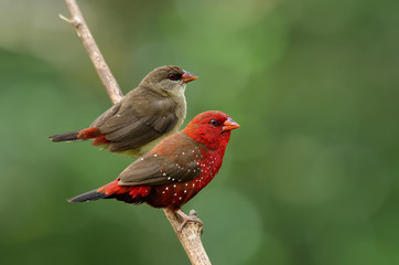 female and male of Red avadavat,  munia or strawberry finch (Amandava amandava) in breeding period sweet perching together on thin branch over blur green background in nature