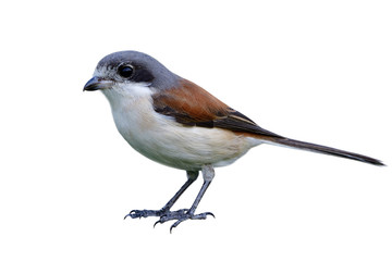 Female of Burmese Shrike (Lanius collurioides) red back white belly and grey head bird fully standing isolated on white background showing details from head to toes, exotic animal