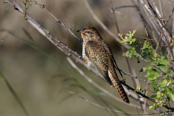 Female of Plaintive Cuckoo (Cacomantis merulinus) drying her feathers to hot and strong sunlight in morning, beautiful stripe bronze bird in nature