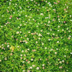 Daisy flower on the wall