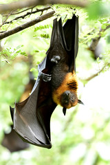 Obraz premium Fruit bats or flying foxes, Eegabat is largest bat in the world hanging downward from tree branch