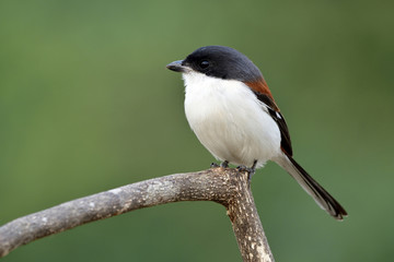Lovely chubby red bird with grey head long tail and white belly feahers perching on tree branch...