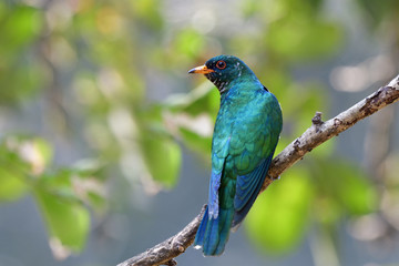 Male of Asian emerald cuckoo (Chrysococcyx maculatus) lovely velvet green bird perching on large tree branch showing it bright back feathers profile