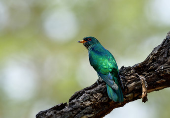 Male of Asian emerald cuckoo (Chrysococcyx maculatus) super velvet green bird perching on large tree branch showing it bright back feathers profile
