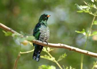 Male of Asian emerald cuckoo (Chrysococcyx maculatus) super velvet green bird perching on tree branch showing it fat striped belly
