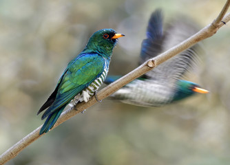 Male of Asian emerald cuckoo (Chrysococcyx maculatus) super velvet green bird with striped belly perching on tree branch over far bokeh background while other flying around