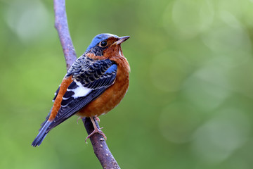 White-throated Rock Thrush (Monticola gularis) colorful bird with brown blue black and white feathers perching on thin curve branch in nature showing its side feathers profile