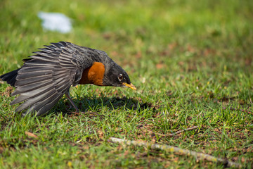 Robin shaking it's wings on the ground after a meal under the sun