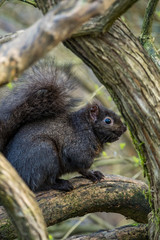 black squirrel hiding in the cross section of branches