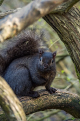 cute black squirrel resting on the tree branch and looking at you