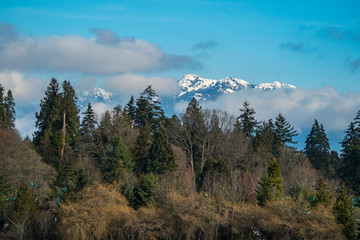 forest with mountains at background and blue sky with cloud