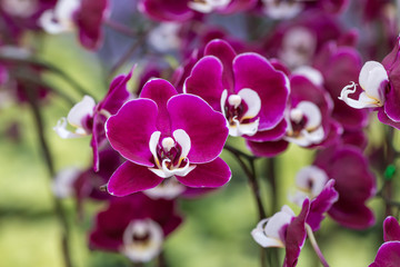 Purple orchid on the inflorescence in the garden.
