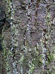 tree bark texture with moss