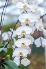 White orchid on the inflorescence in the garden.