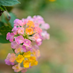 Colorful Beauty Lantana camara flowers, Verbenaceae flowers