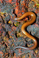 Obraz premium Lined Supple Skink, Lygosoma lineata, Satara, Maharashtra