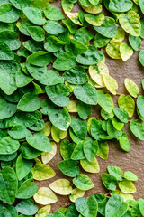 climbing plants on the wall background