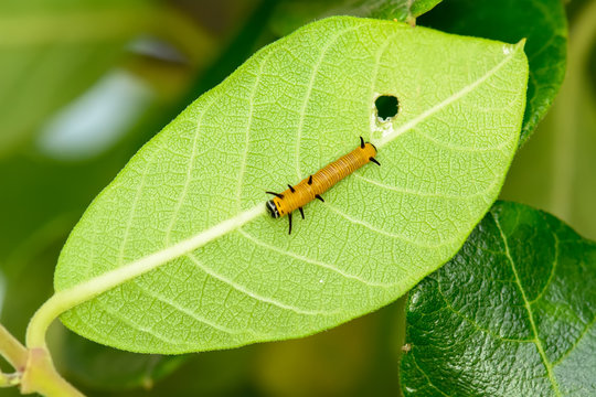 The yellow caterpillar on a leaf on a nature background.