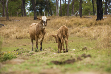 Australian cows on the farm during the day.