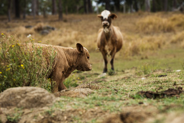 Fototapeta premium Australian cows on the farm during the day.