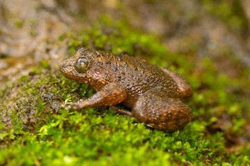 Malabar night frog, large wrinkled frog , Nyctibatrachus major, Mulshi, Maharashtra