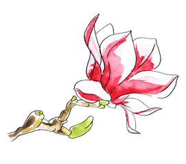 pink magnolia flower on a branch with green buds. hand drawn watercolor illustration isolated on white background