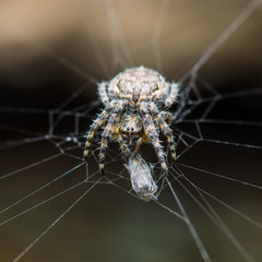 Spider and Prey Web Trap on Dark Background