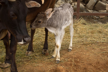 vaca con su bebe