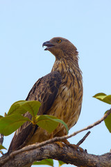 Oriental Honey Buzzard, Pernis ptilorhynchus, Tadoba Andhari Tiger Reserve, Maharashtra