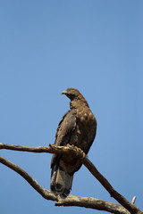 Oriental Honey Buzzard, Pernis ptilorhynchus, Tadoba Andhari Tiger Reserve, Maharashtra