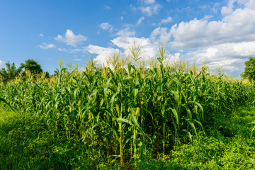 Green corn field