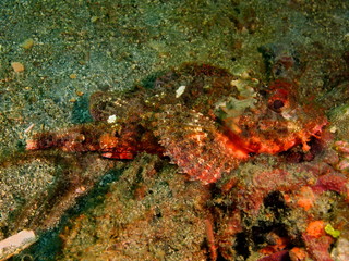Obraz na płótnie Canvas Scorpionfish