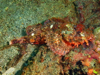 Obraz na płótnie Canvas Scorpionfish