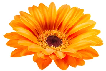 Zelfklevend Fotobehang Oranje gerberabloem die op witte achtergrond wordt geïsoleerd © boule1301