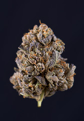 Single cannabis bud (berry noir strain) isolated on black