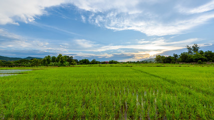 Green rice field at sunset