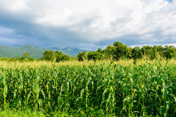 Green corn field