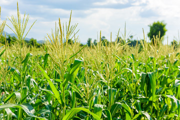 Green corn field