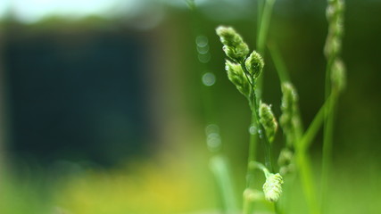 Dew In The Morning