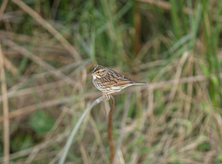 marsh wren is perched and watchful