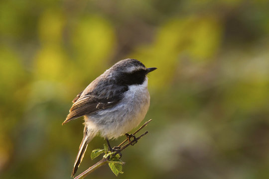Pied Bushchat, Saxicola caprata, Chafi, Uttarakhand