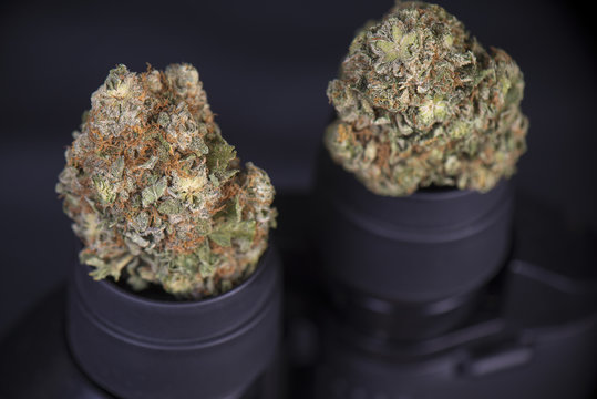 Dried cannabis buds (scout master strain) sitting on black binoculars