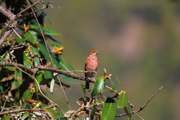 Pink Browed Rosefinch, Carpodacus rodochroa, Mukteshwar, Uttarakhand