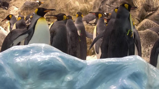 pinguins in the zoo